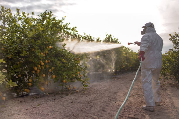 Wasp Removal Services in Cutten, CA