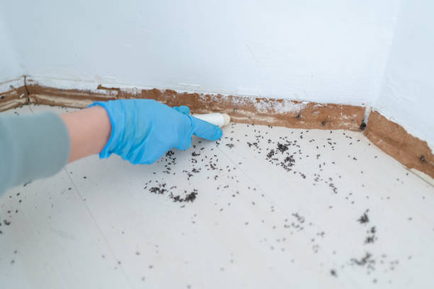 Best Emergency Pest Control  in Cutten, CA